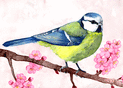 M&eacute;sange bleue sur une branche fleurie